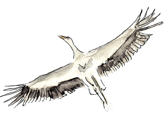 Storch_Illustration