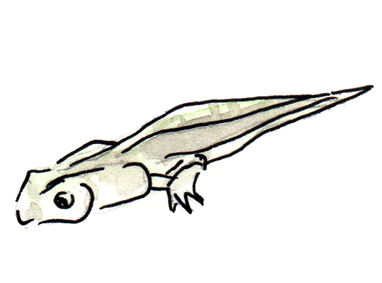 Frosch Kaulquappe mittleres Larvenstadium